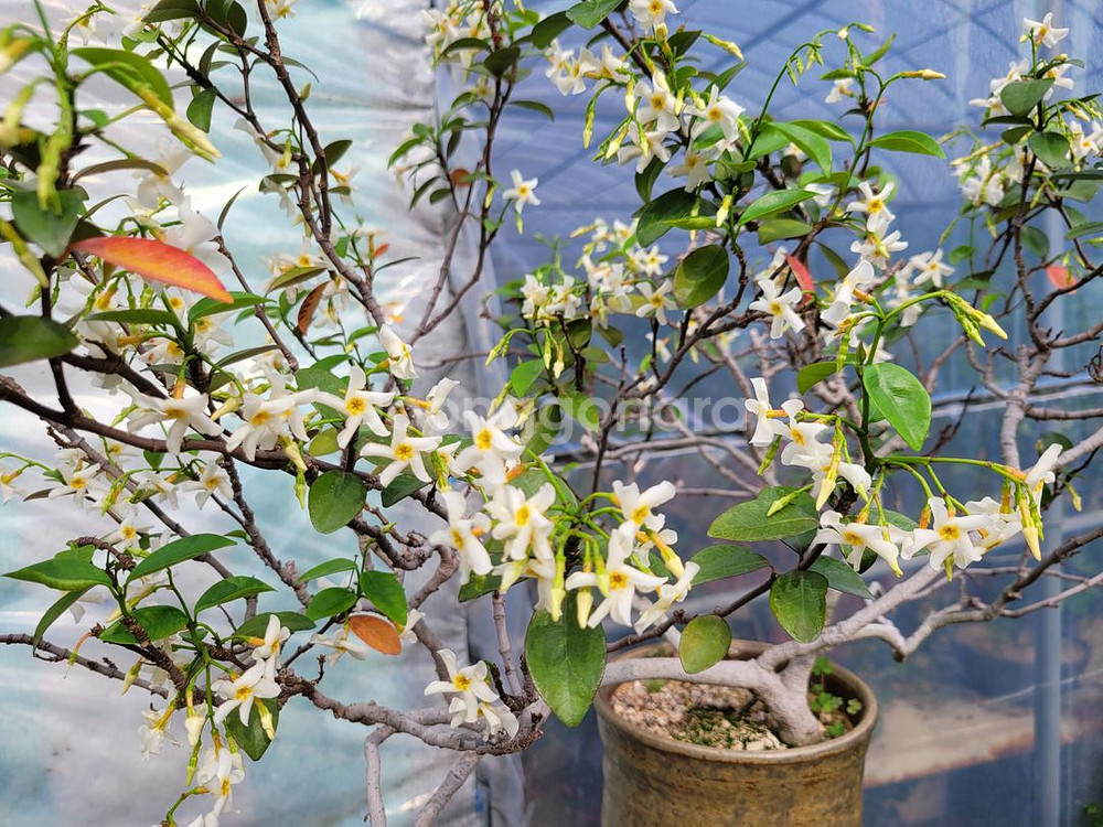 백화등 분재 정원수 카페화분 마삭줄 인테리어식물--0