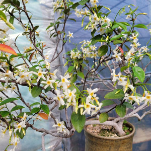 백화등 분재 정원수 카페화분 마삭줄 인테리어식물