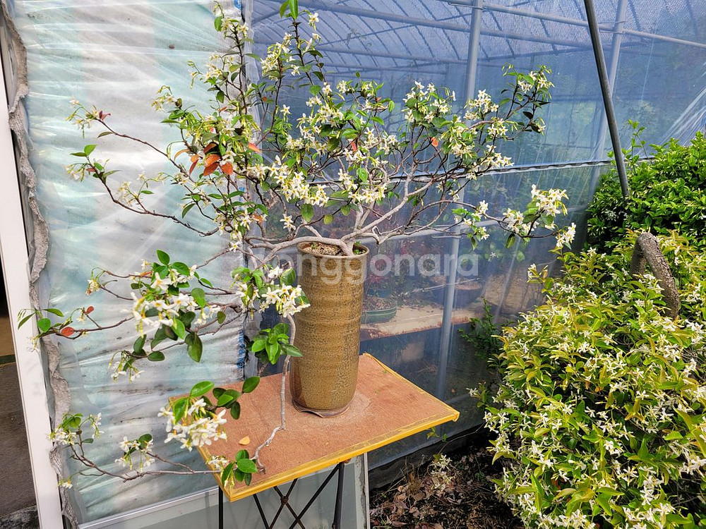 백화등 분재 정원수 카페화분 마삭줄 인테리어식물--6