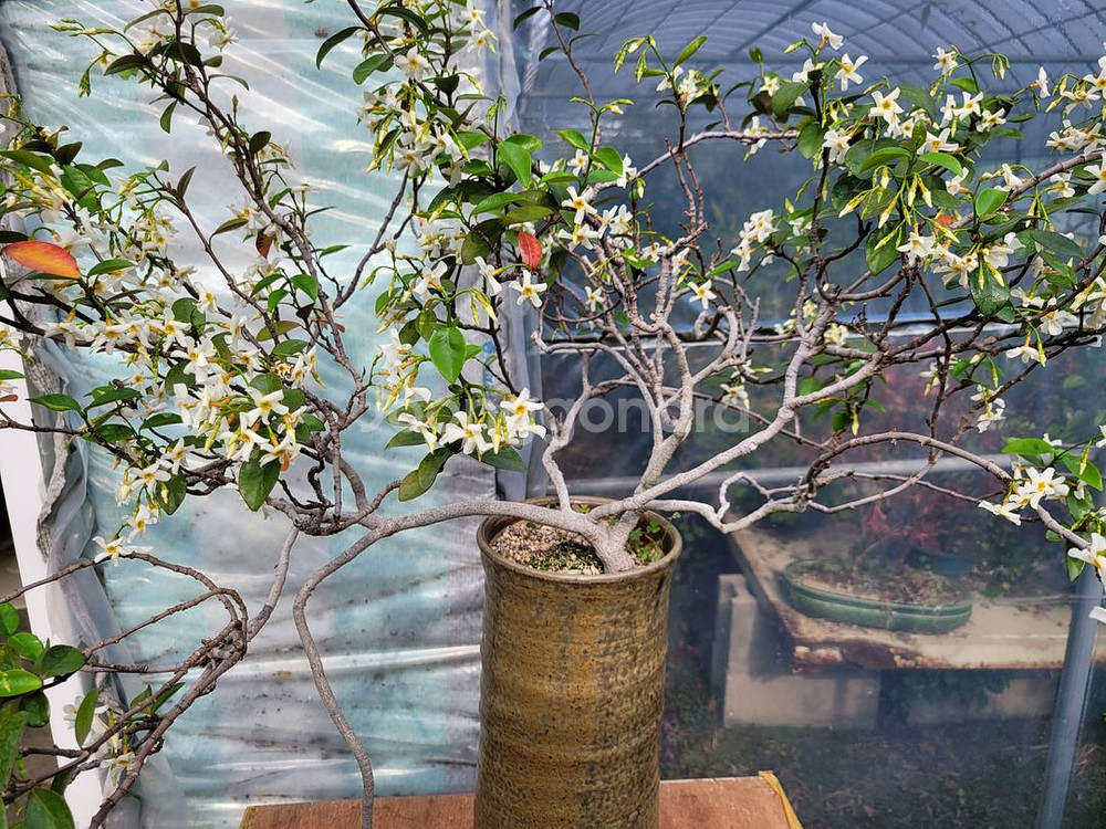 백화등 분재 정원수 카페화분 마삭줄 인테리어식물--5