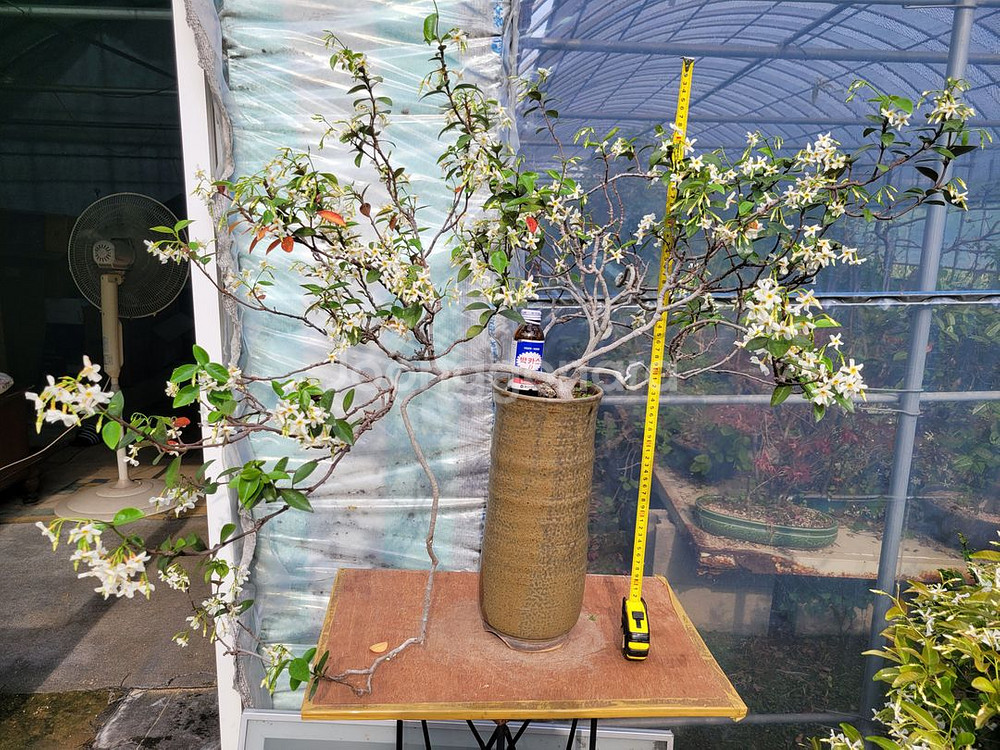 백화등 분재 정원수 카페화분 마삭줄 인테리어식물--1