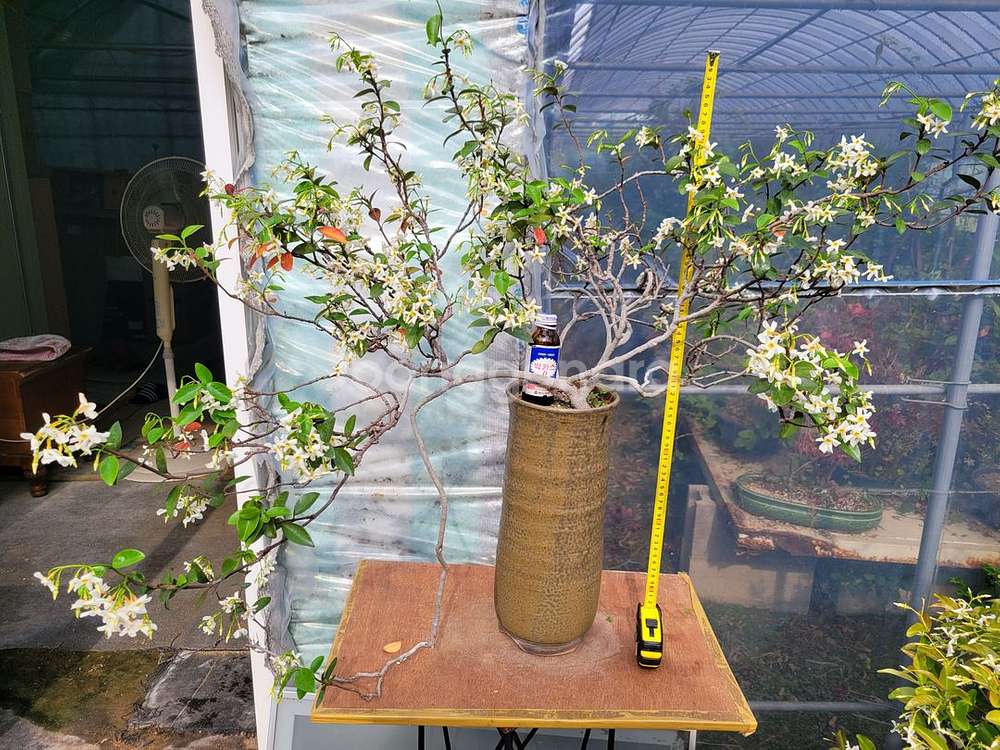 백화등 분재 정원수 카페화분 마삭줄 인테리어식물--8