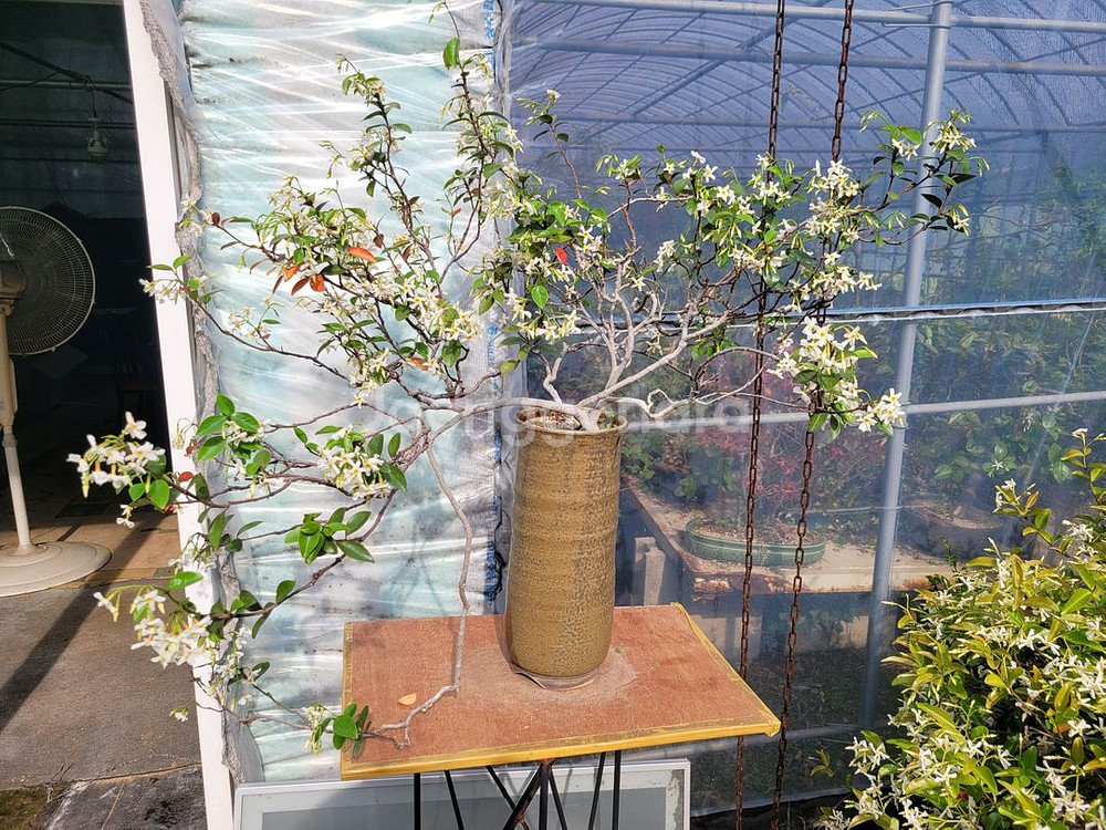 백화등 분재 정원수 카페화분 마삭줄 인테리어식물--4