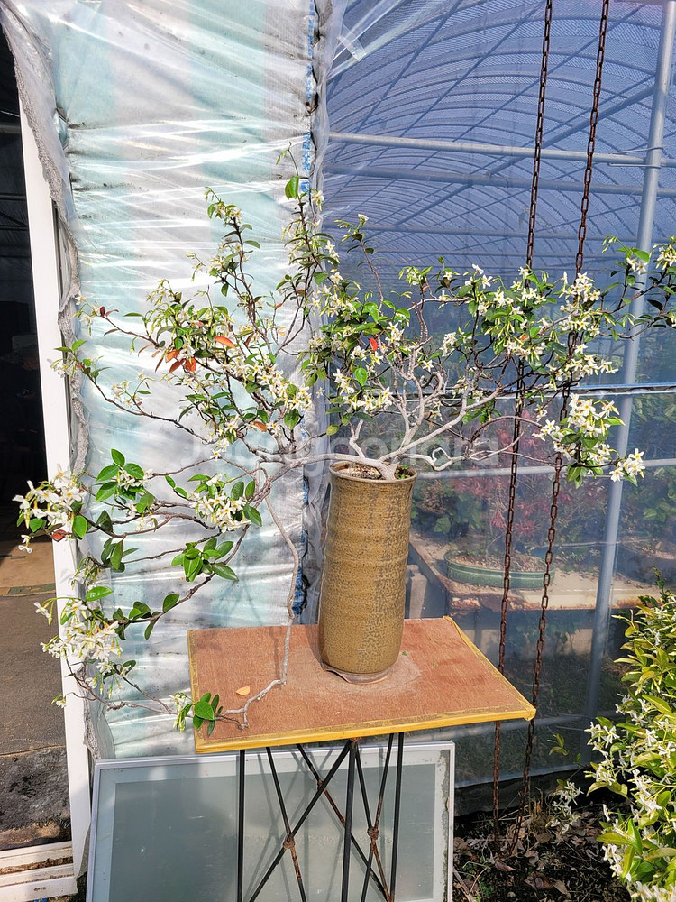 백화등 분재 정원수 카페화분 마삭줄 인테리어식물--2