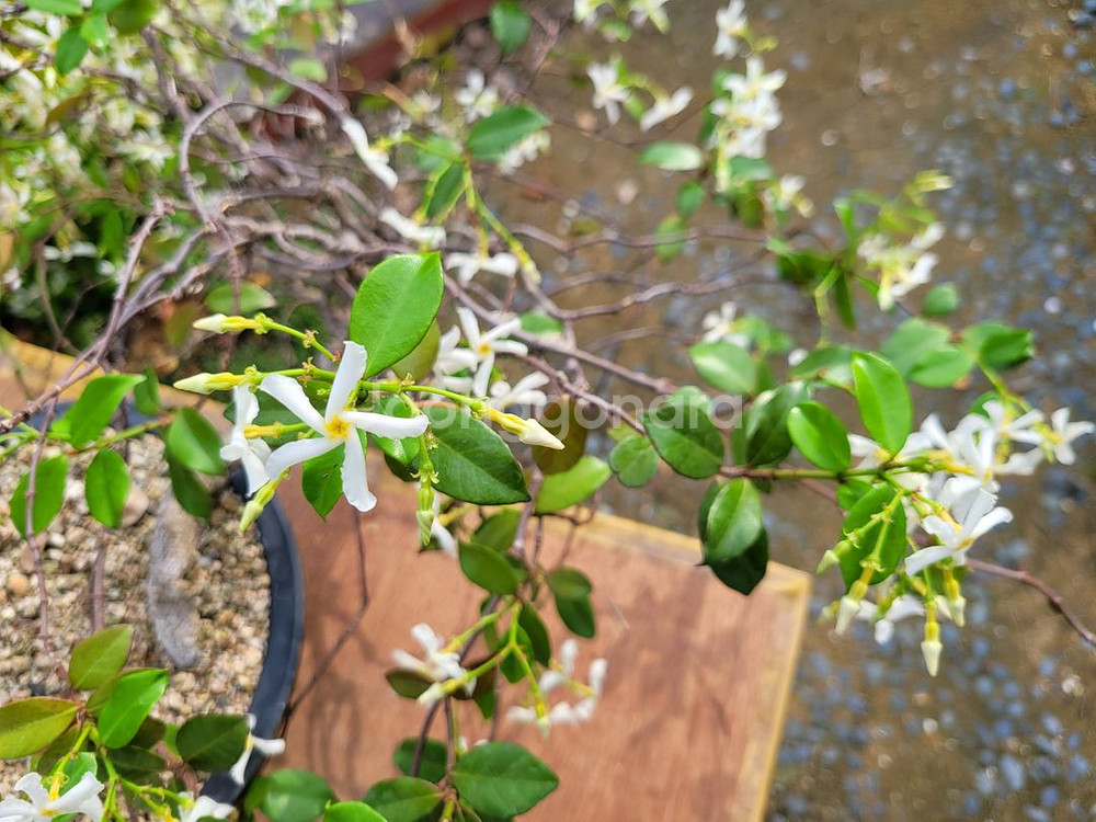 백화등 분재 마삭줄 화분 카페화분 인테리어식물 정원수--8