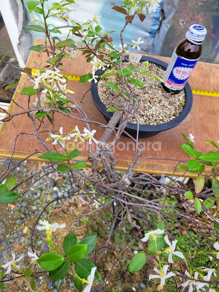 백화등 분재 마삭줄 화분 카페화분 인테리어식물 정원수--2