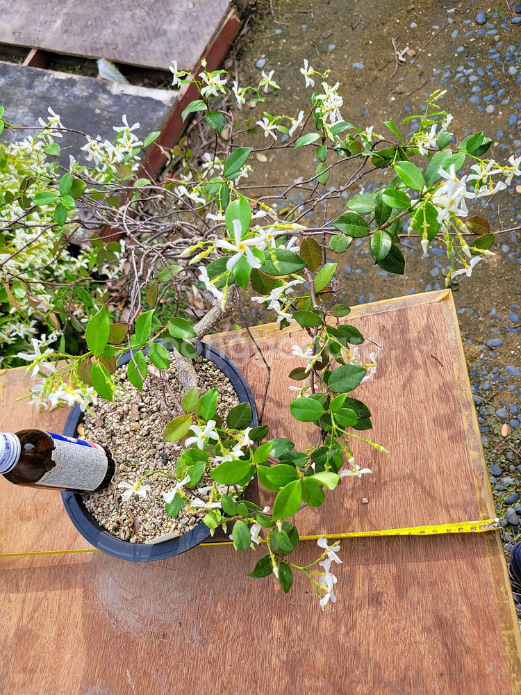 백화등 분재 마삭줄 화분 카페화분 인테리어식물 정원수--7