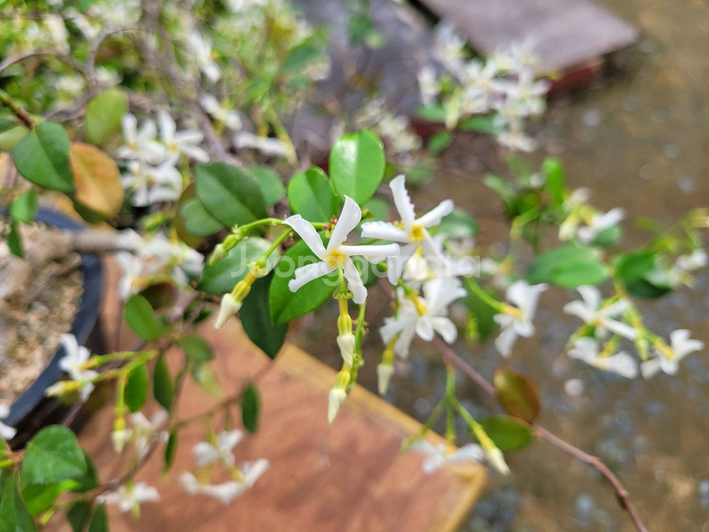 백화등 분재 마삭줄 화분 카페화분 인테리어식물 정원수--0