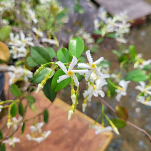 백화등 분재 마삭줄 화분 카페화분 인테리어식물 정원수