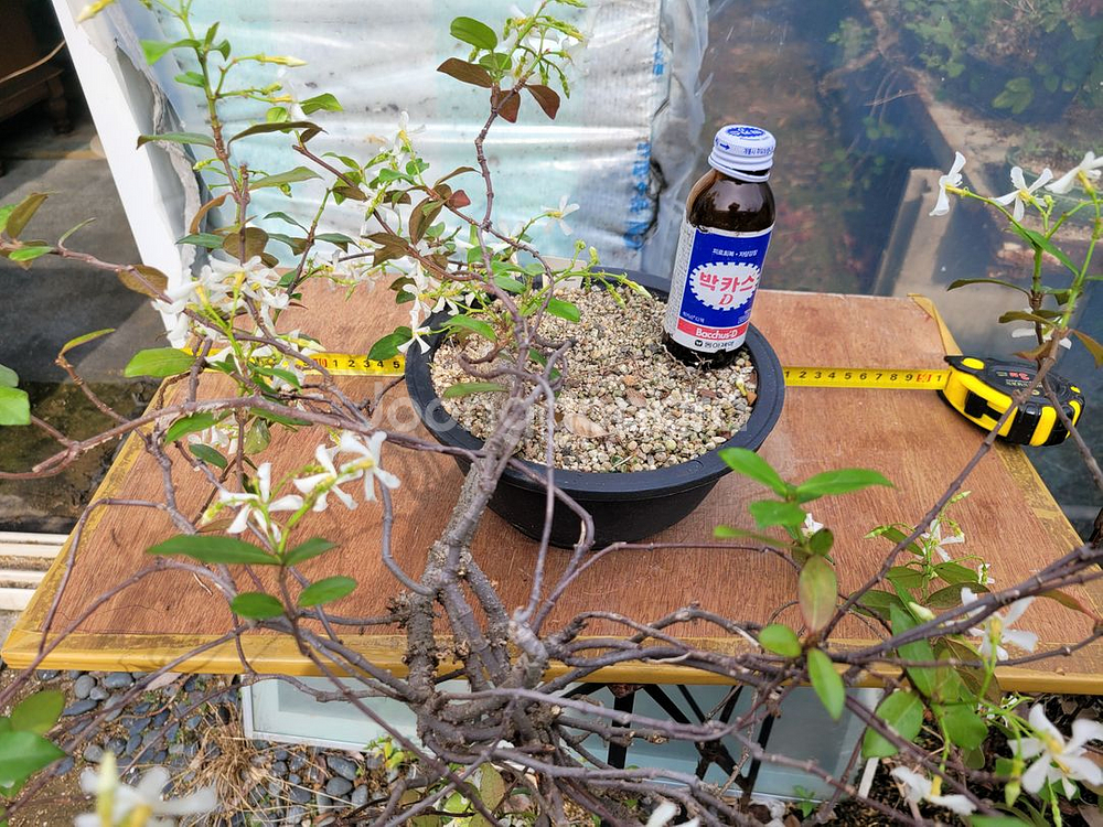 백화등 분재 마삭줄 화분 카페화분 인테리어식물 정원수--6