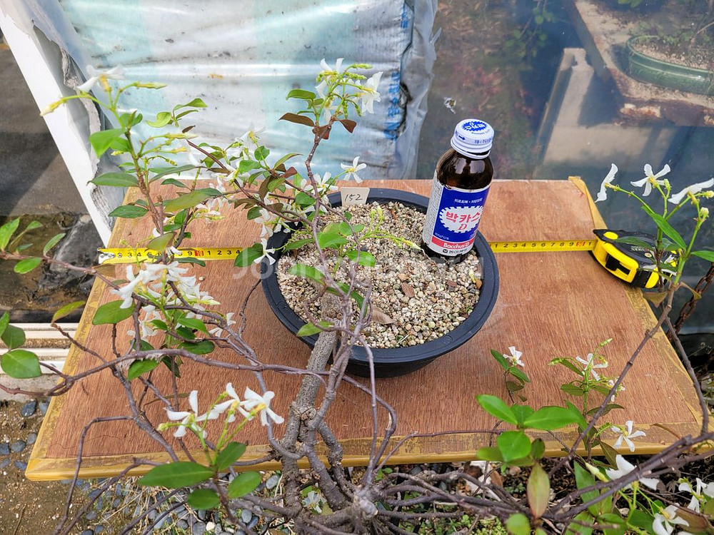 백화등 분재 마삭줄 화분 카페화분 인테리어식물 정원수--4
