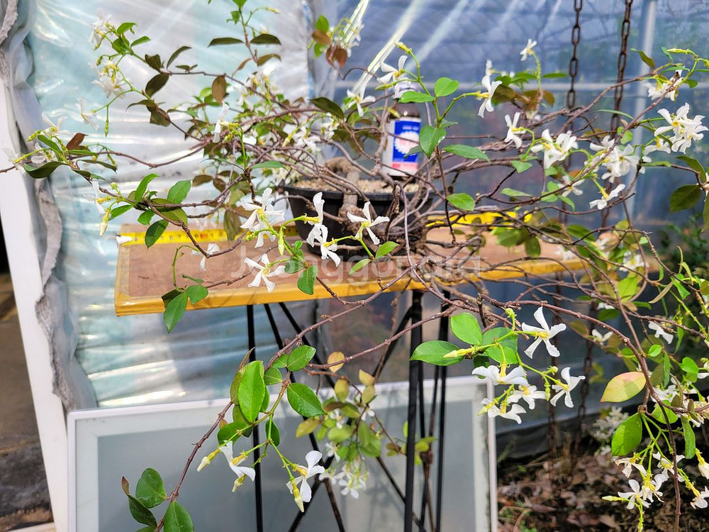 백화등 분재 마삭줄 화분 카페화분 인테리어식물 정원수--3