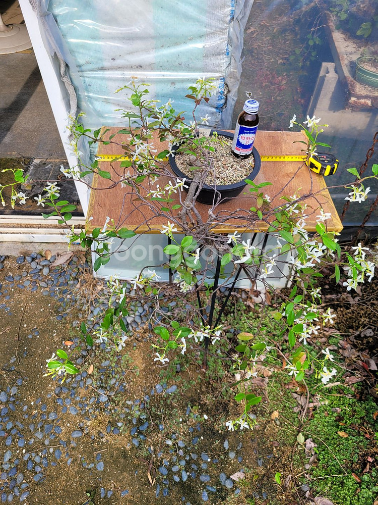 백화등 분재 마삭줄 화분 카페화분 인테리어식물 정원수--9