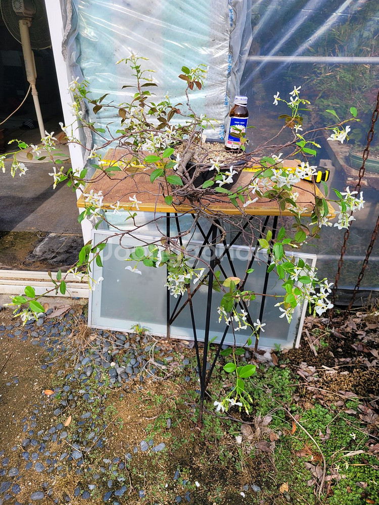 백화등 분재 마삭줄 화분 카페화분 인테리어식물 정원수--5