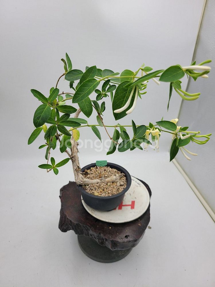 인동 화분 정원수 분재 카페화분 인테리어식물--0