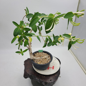 인동 화분 정원수 분재 카페화분 인테리어식물