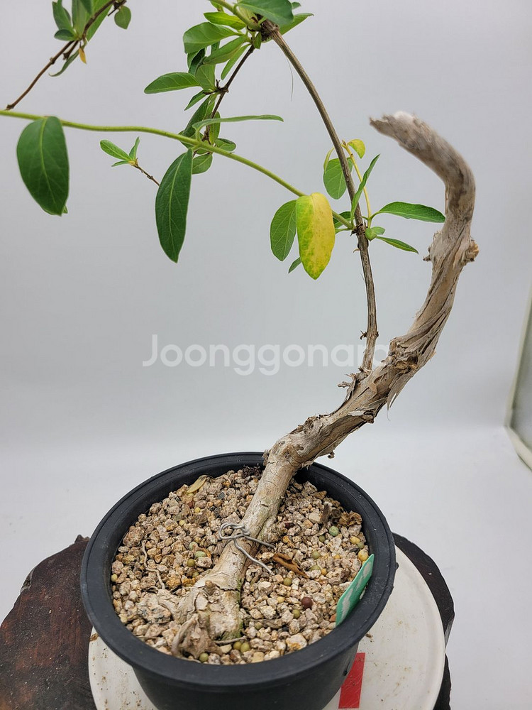 인동 화분 정원수 분재 카페화분 인테리어식물--4