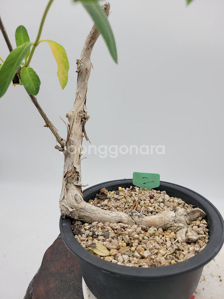 인동 화분 정원수 분재 카페화분 인테리어식물--3