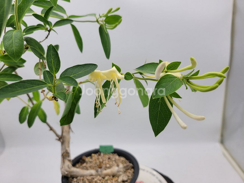 인동 화분 정원수 분재 카페화분 인테리어식물--2