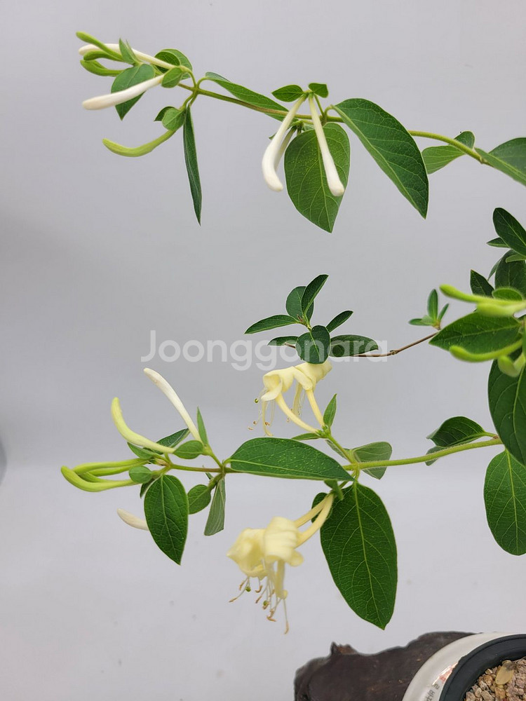 인동 화분 정원수 분재 카페화분 인테리어식물--1