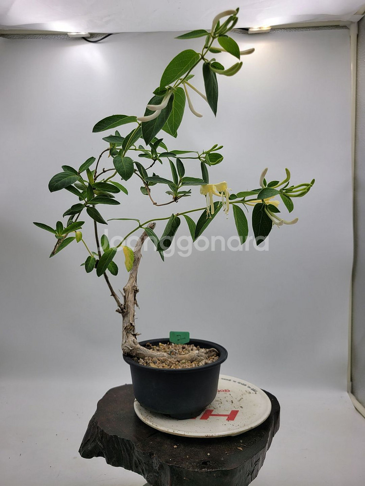 인동 화분 정원수 분재 카페화분 인테리어식물--5