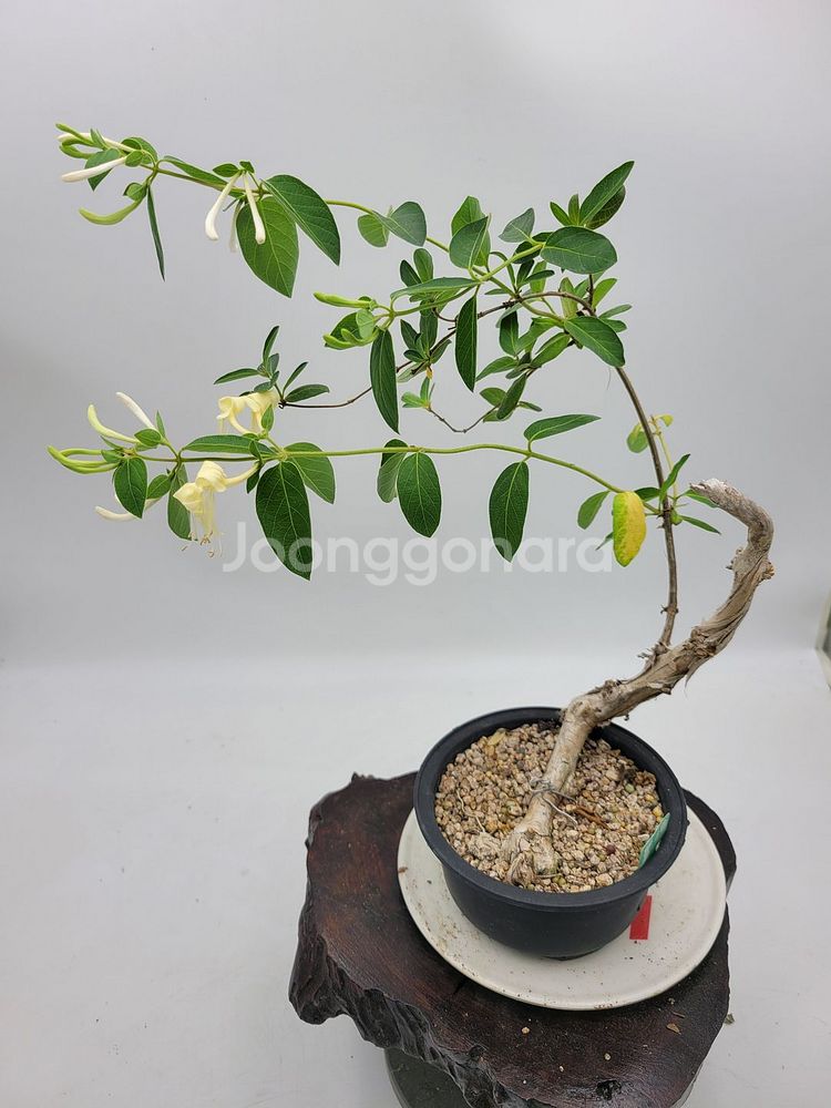 인동 화분 정원수 분재 카페화분 인테리어식물--6