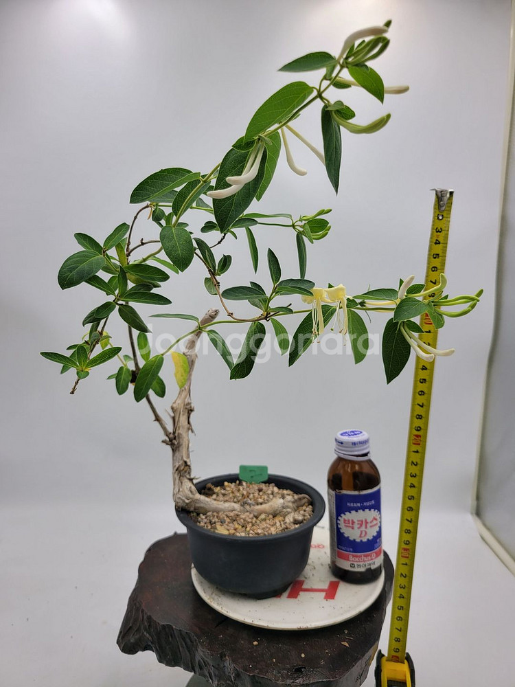인동 화분 정원수 분재 카페화분 인테리어식물--7