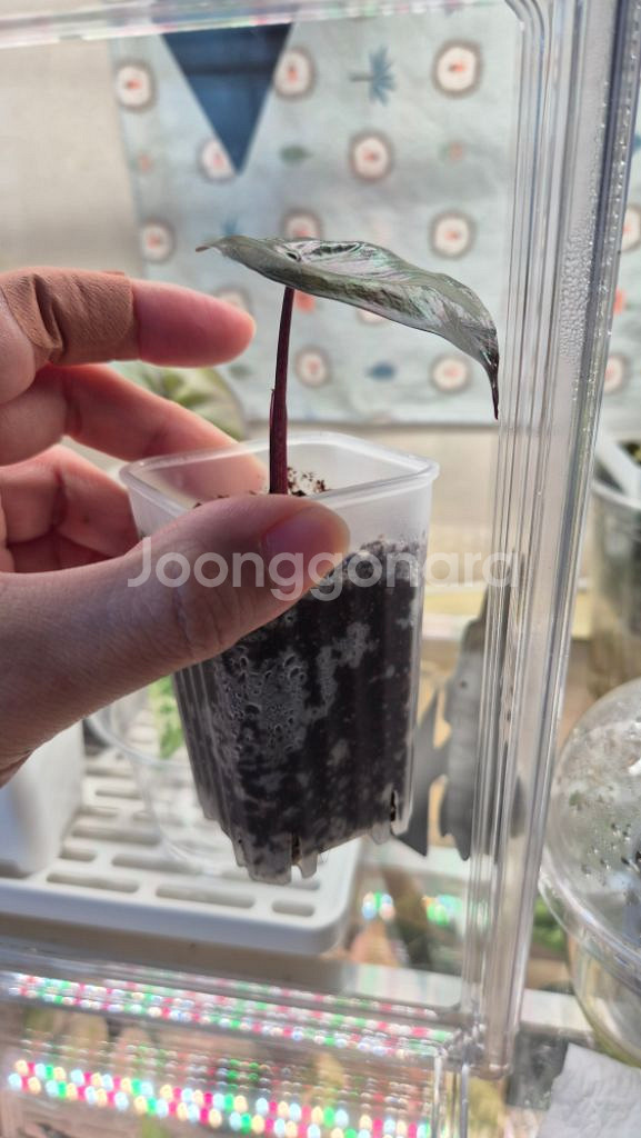 알로카시아 유카탄 옐로우바리에가타--1