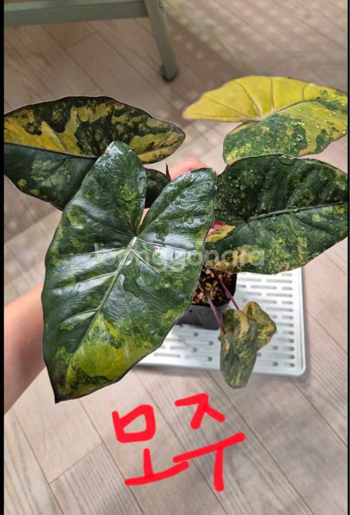 알로카시아 유카탄 옐로우바리에가타--3