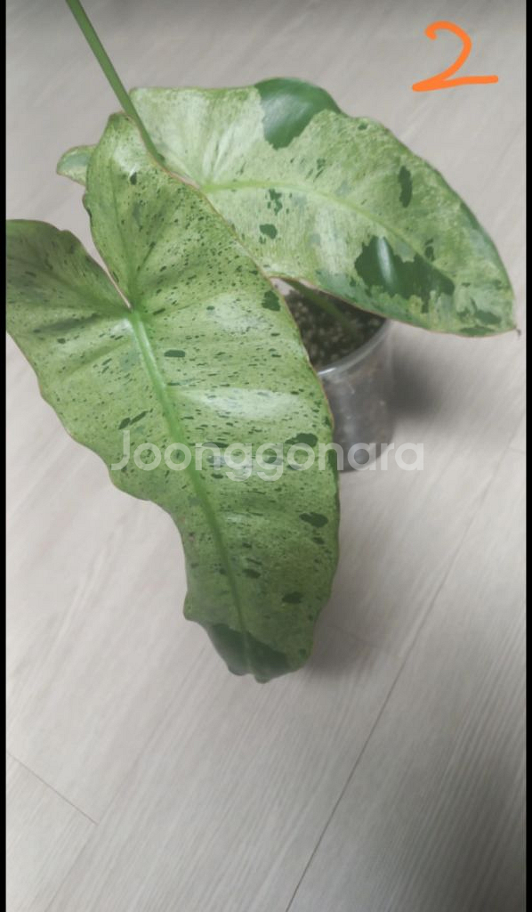 필로덴드론 파라이소 베르디--1