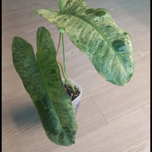 필로덴드론 파라이소 베르디