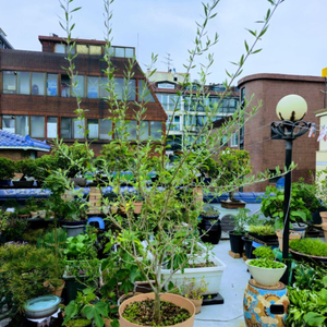 수형좋은 ( 대품 )분재형수형 올리브나무 원예, 식물