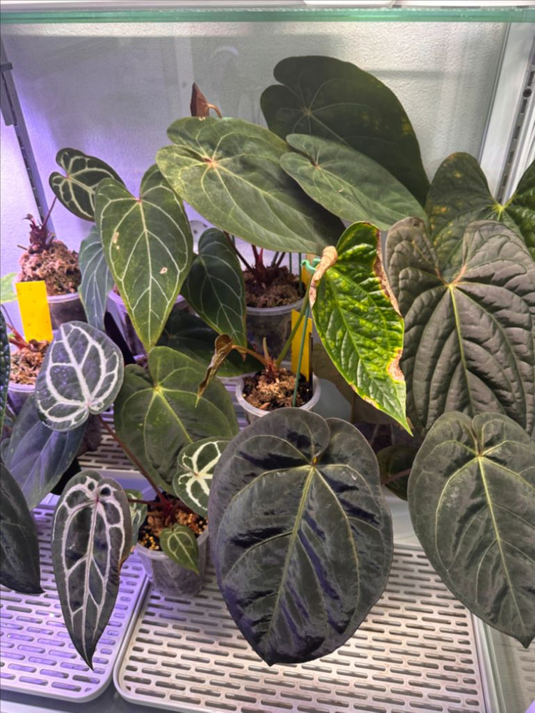 안스리움 온실장+식물포함 자리비움 통분양합니다--1