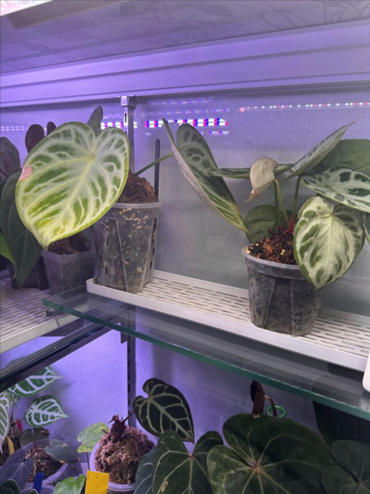 안스리움 온실장+식물포함 자리비움 통분양합니다--3