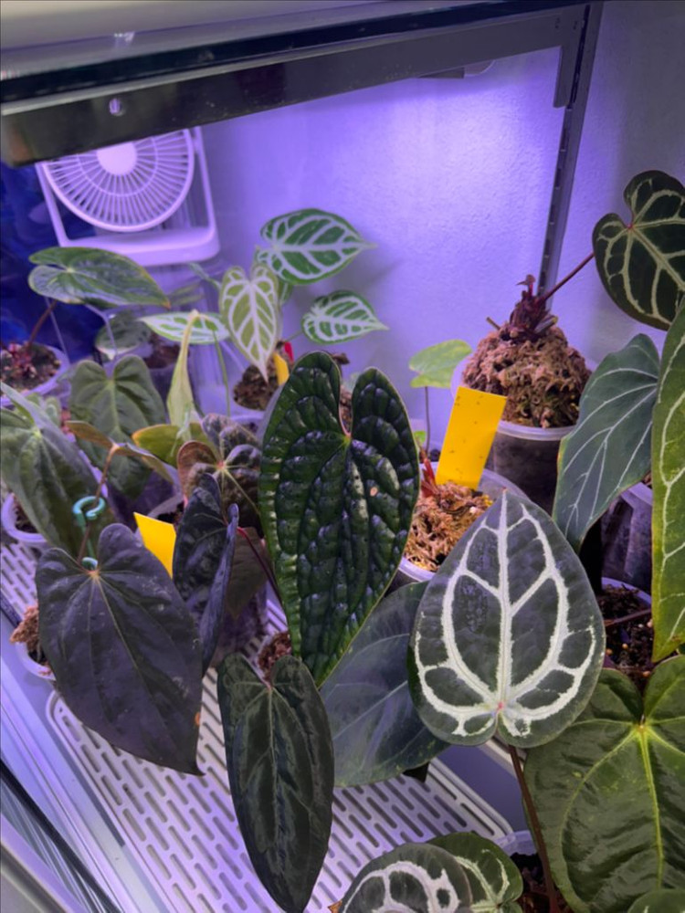 안스리움 온실장+식물포함 자리비움 통분양합니다--2