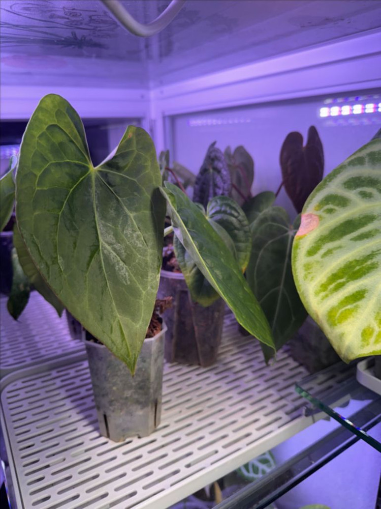 안스리움 온실장+식물포함 자리비움 통분양합니다--4