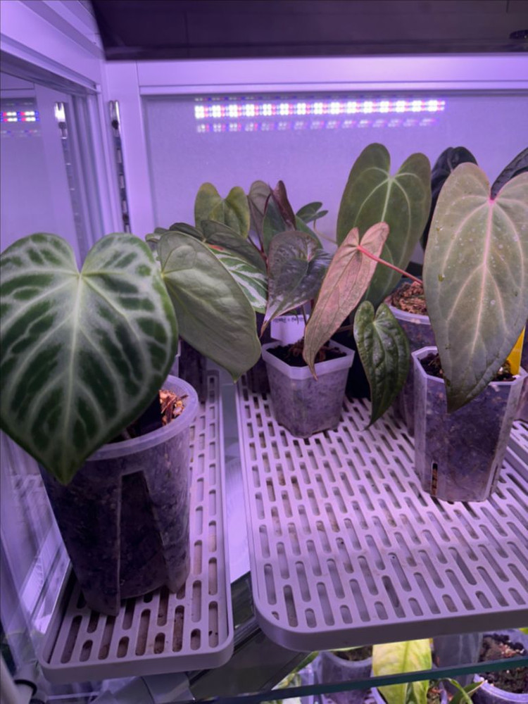 안스리움 온실장+식물포함 자리비움 통분양합니다--6