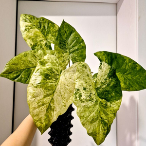 서울직거래)알로카시아 가게아나마블 초대품