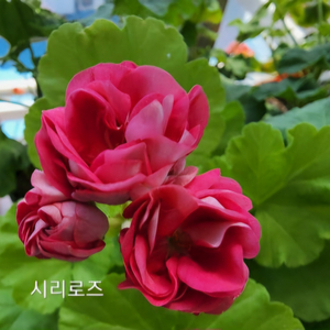 제라늄 시리로즈 중품