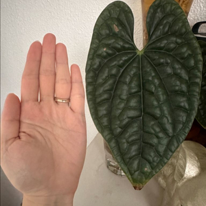 럭셔리안스 드워프 예약