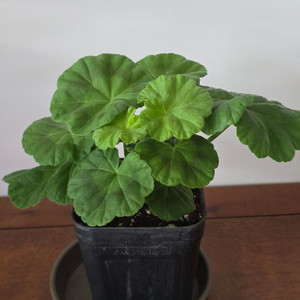 둥글델라로사 제라늄