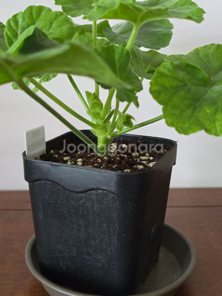 이츠디자이너 제라늄--1