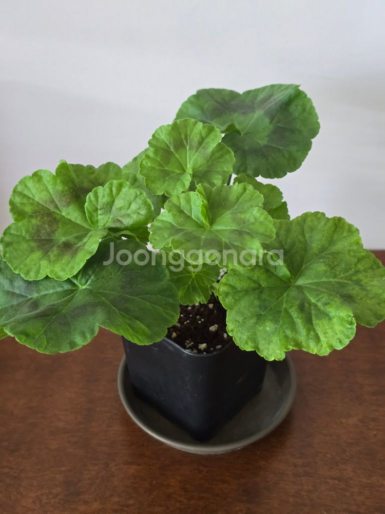 이츠디자이너 제라늄--0