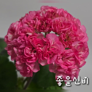 좋을신비 제라늄