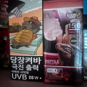 도마뱀 uvb
