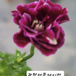제라늄.관탁더블다이먼