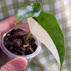 알로카시아 심포화이트 / 심포알보 3