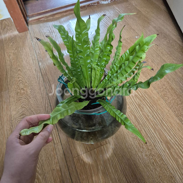 키우기 쉬운 수경식물 고사리 판매합니다.--0