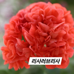 리사러브리사 K제라늄