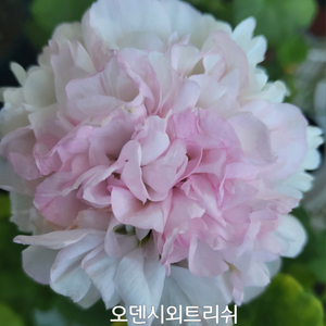 제라늄 오덴시외트리쉬0.8